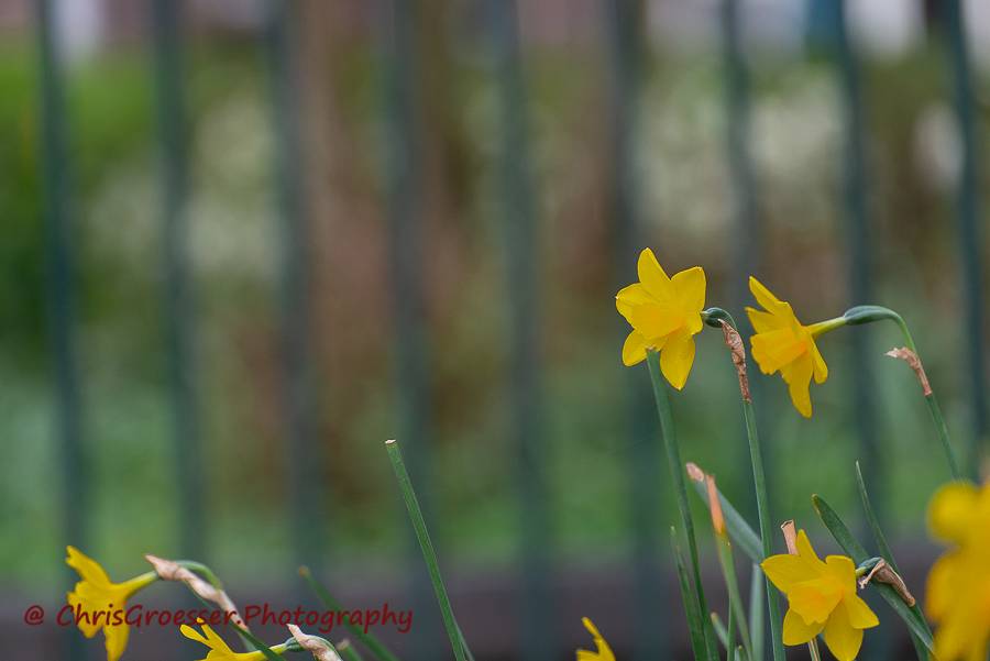 Narcis